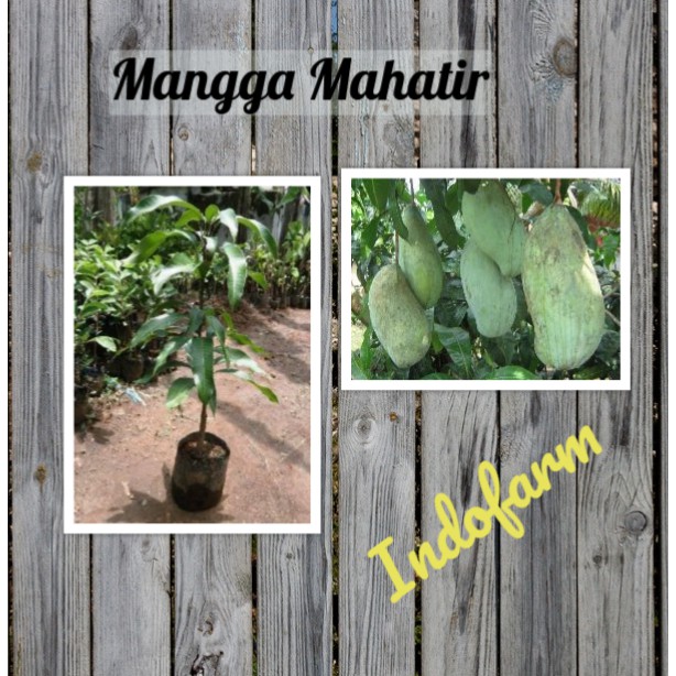 Tanaman Bibit Bunga Mangga Mahatir