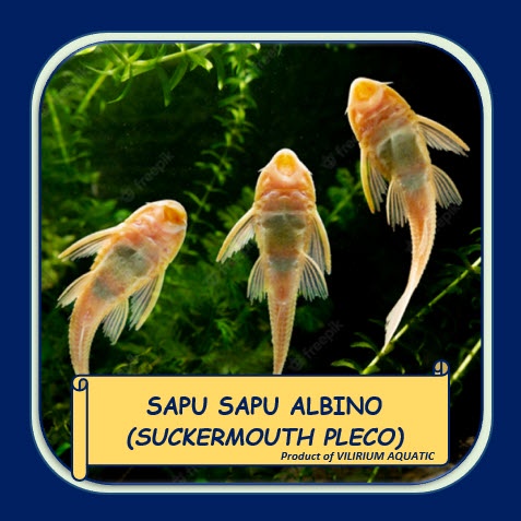 IKAN HIAS AIR TAWAR - SAPU SAPU ALBINO (±30cm)