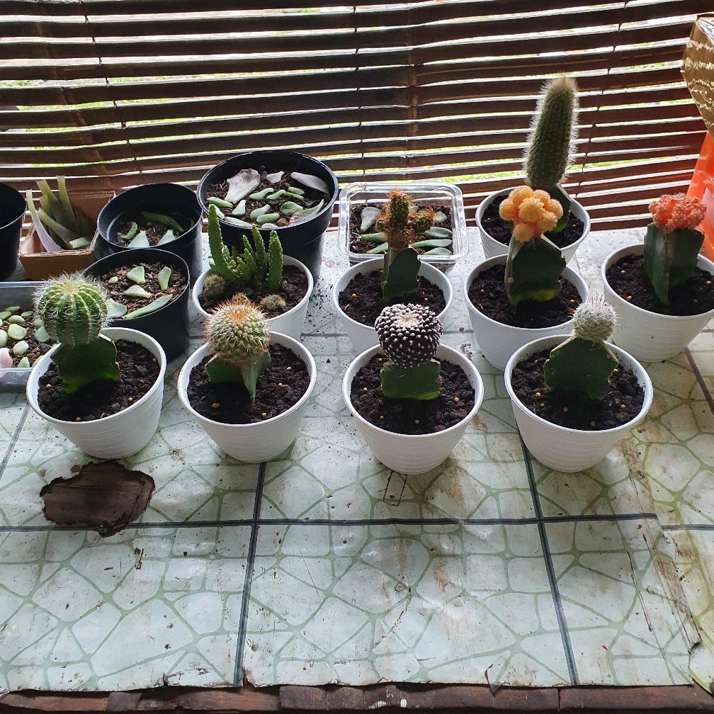 Kaktus Gimno Trikaler Per Pot