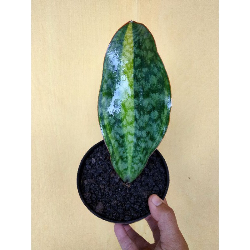 Sansevieria masoniana varigata
