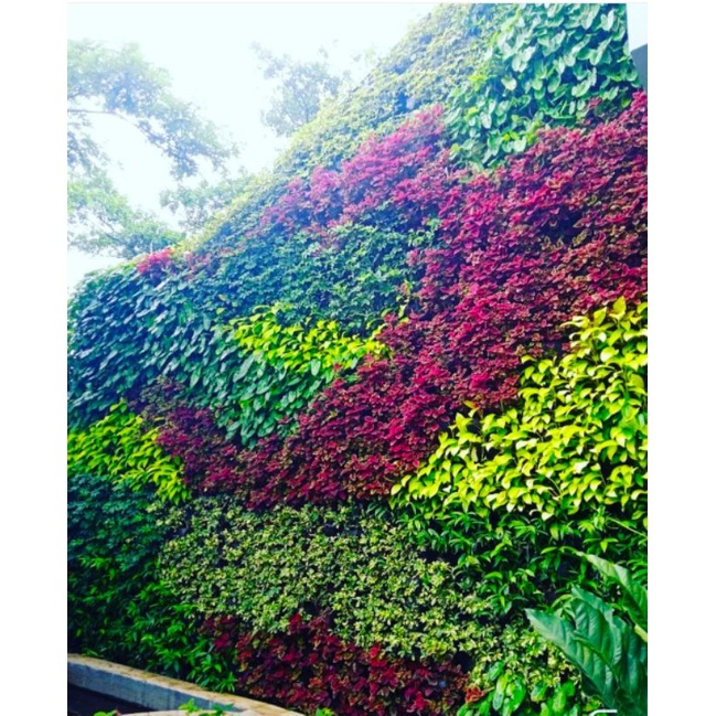 Jasa Vertical Garden dan Tukang Taman Vertikal Garden