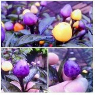 Benih Cabai Pelangi Bolivian Rainbow