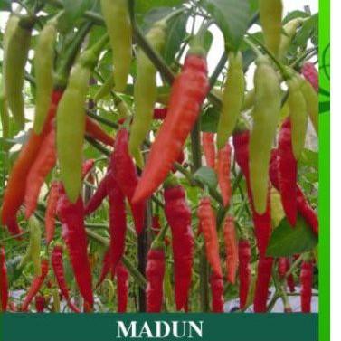 Harga Promo.. Benih Cabe Rawit Madun 10gr Cap Mutiara Bumi || Bibit Cabai Setan Borga Bangkok 05