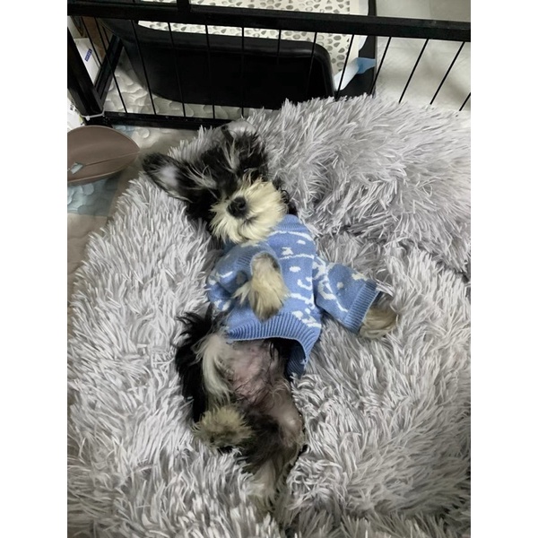 Orange &amp; Blue Bear Knit Top for Cat Dog Baju Anjing Kucing Lucu