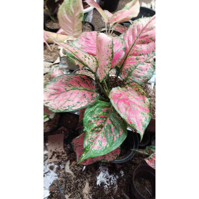 aglaonema dud anjamani