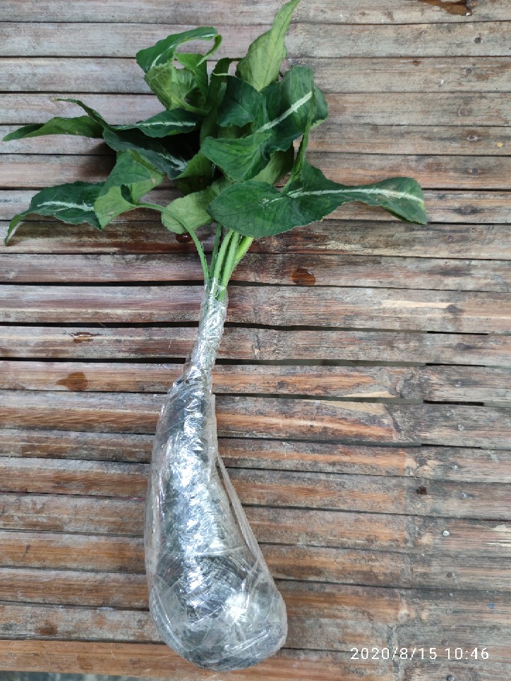 Tanaman Hias Syngonium Rayi