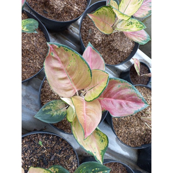 Aglaonema Sultan Brunai