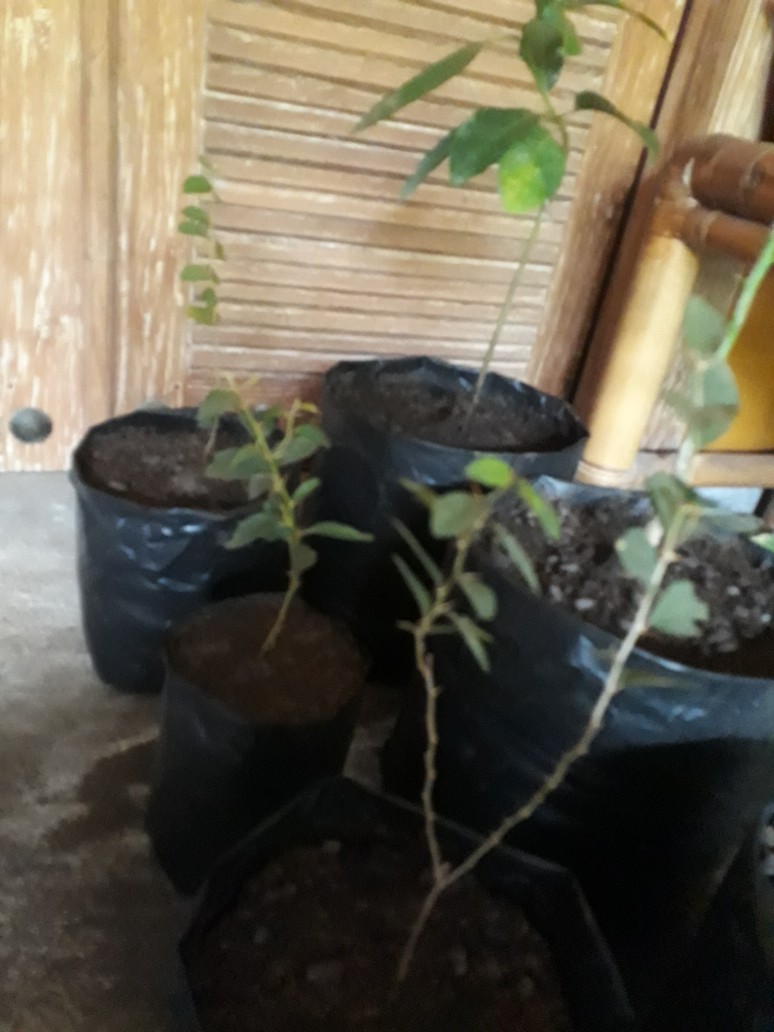 Promo 3 Pohon Bibit Bidara Arab / Terapi Rukyah