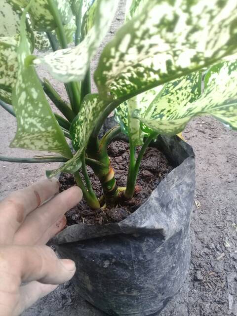 Aglonema snow white induk bawa 2 anakan