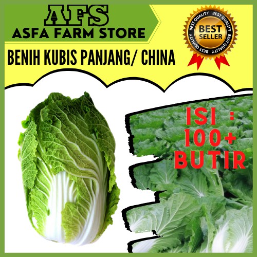 Jual 100 Benih Sawi Putih Besar Kubis Cina Hibrida Bibit Tanaman