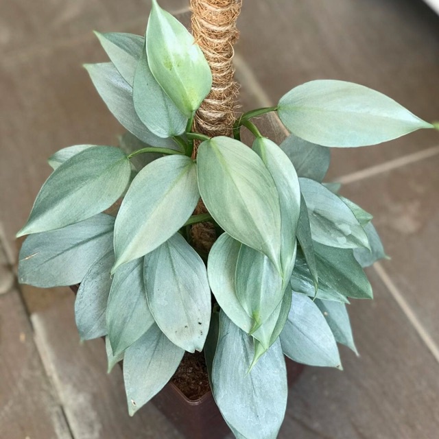 READY TANAMAN BUNGA HASTATUM SILVER TANAMAN HIAS BUNGA HASTATUM MURAH BERKUALITAS