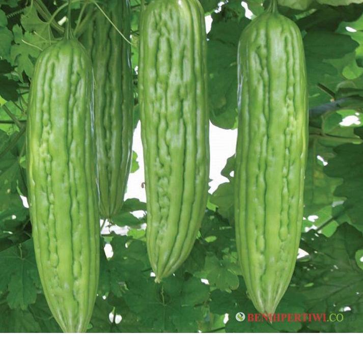 ⟳ BENIH PARIA/PARE ALASKA F1 10 gram PERTIWI ↝