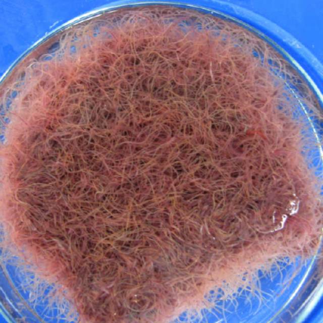 Cacing sutera sutra cacing rambut pakan ikan cupang