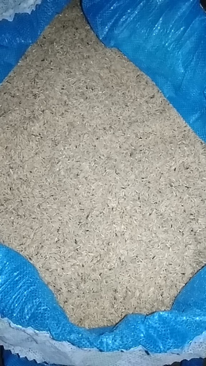 Telur Jangkrik Alam1kg