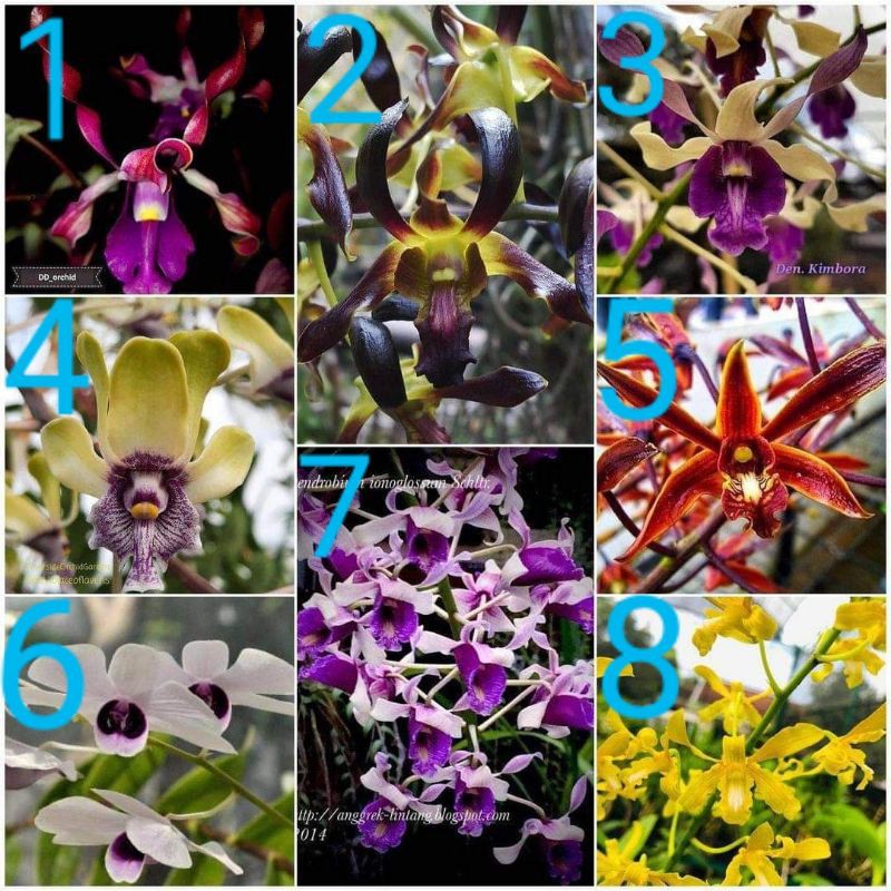 keiki anggrek keriting langkah