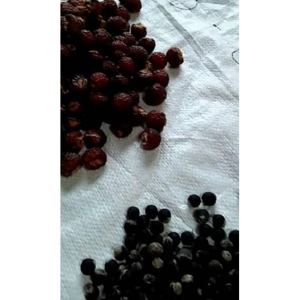 

Ready Stok GJ8H9 Biji Lerak Daging Tanpa Biji 1kg 41 Super Promo