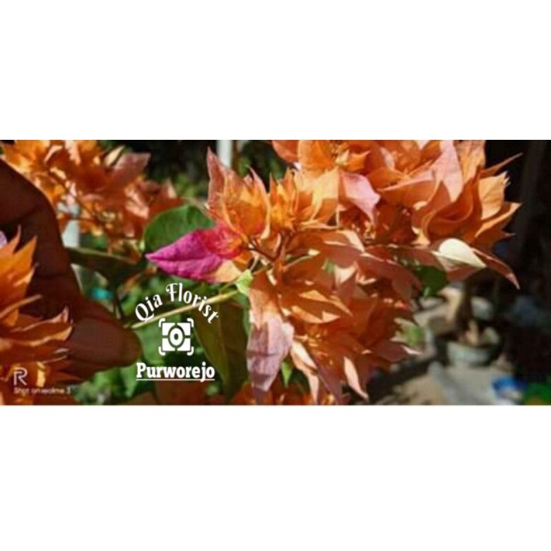 Bougenville tumpuk orange