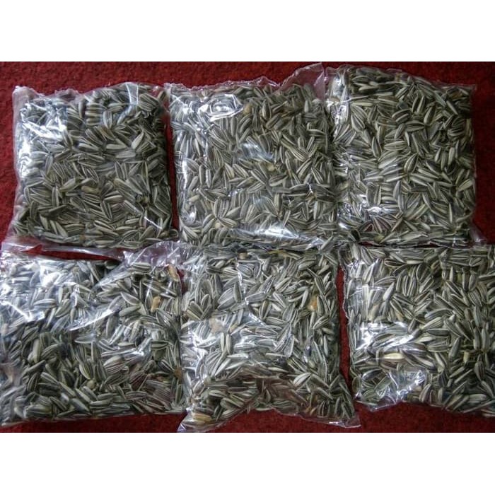 Benih Bunga Matahari / Bibit tanaman bunga matahari