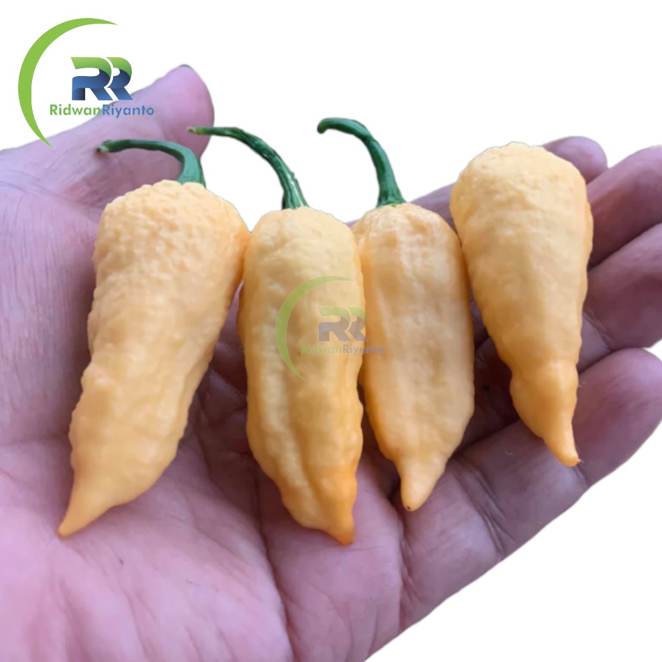 BUAH Cabe BHUT JOLOKIA PEACH adalah Cabai Terpedas di Dunia TAHUN 2006 the Guinness World Records