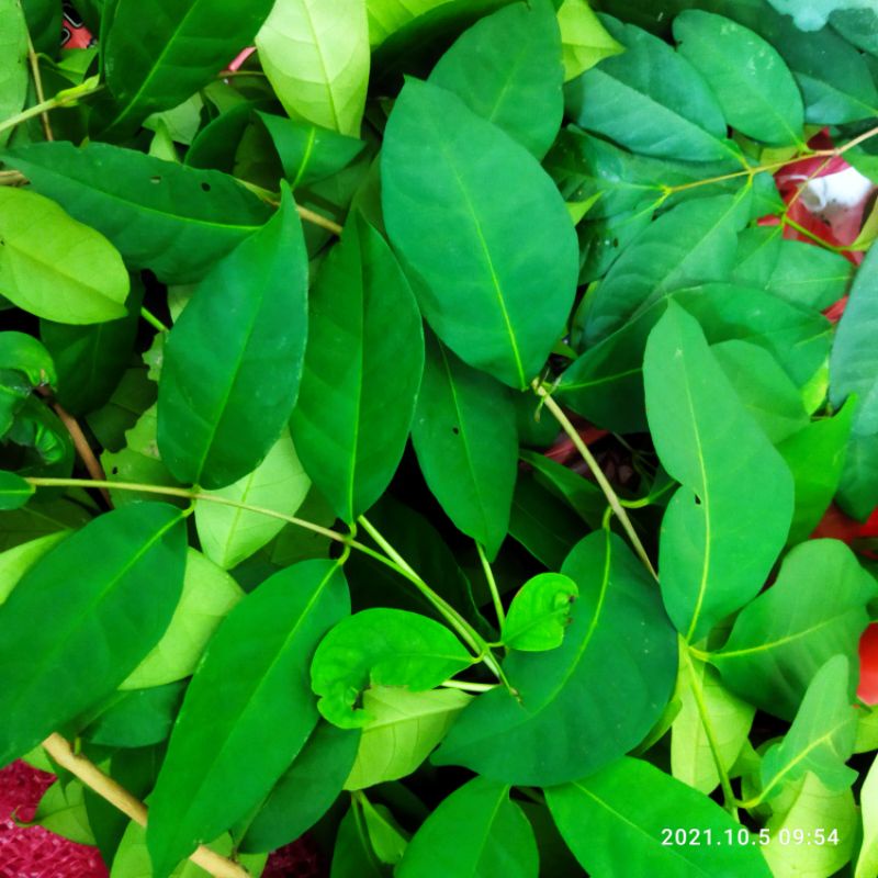 

Daun Salam segar petik langsung perbungkus