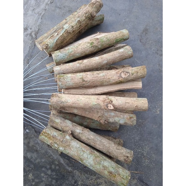 Kayu jati media tempel anggrek