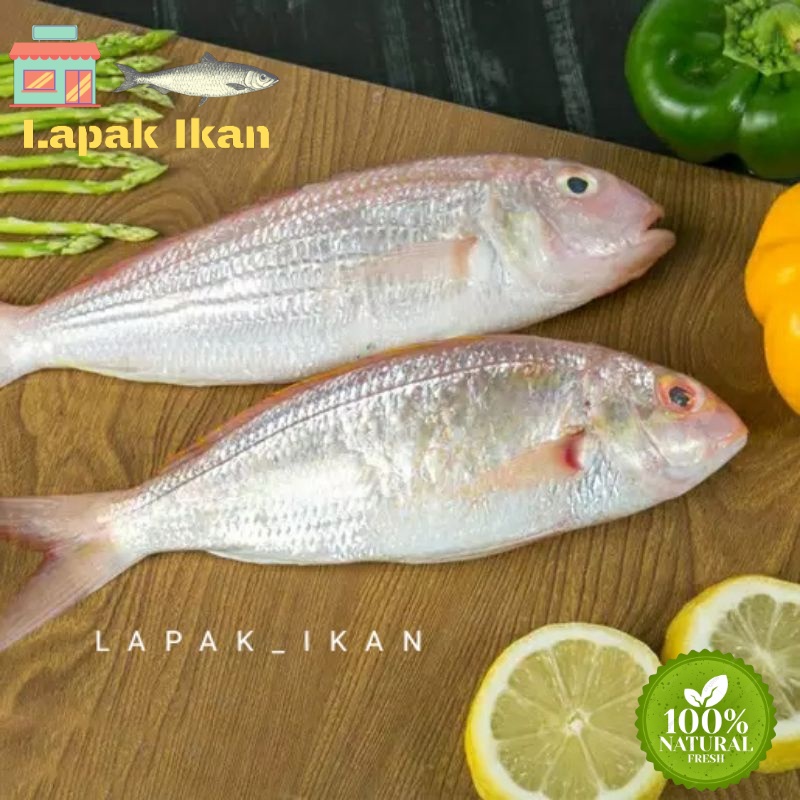 

GROSIR Ikan Kurisi ikan Kerisi Segar 5Kilogram / 10Kilogram