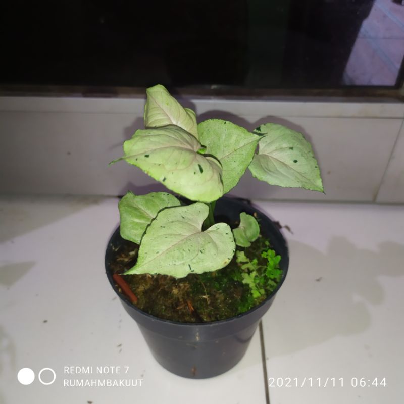 syngonium green splash