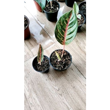 paket aglonema mahameru arimbi