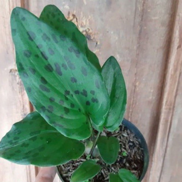 Tanaman hias keladi tikus - keladi totol tikus