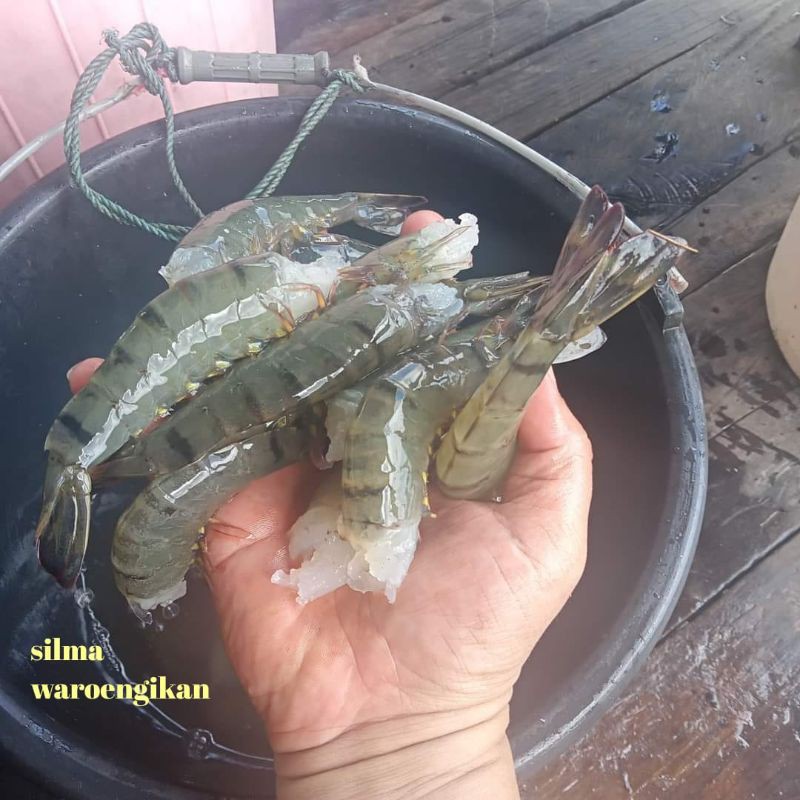 

Udang windu pancet Paris segar harian size 45 50 1 kg