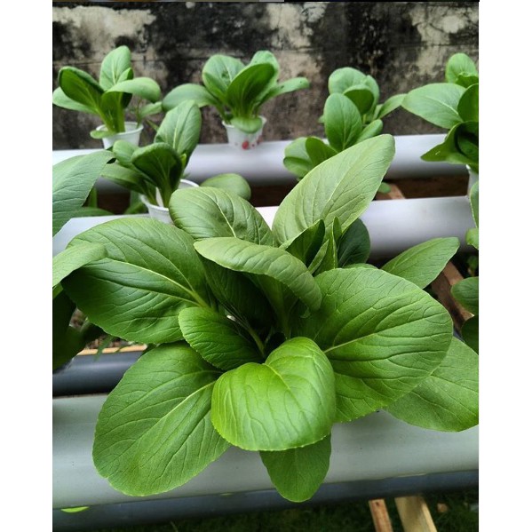 

Sayur Pakcoy Hidroponik
