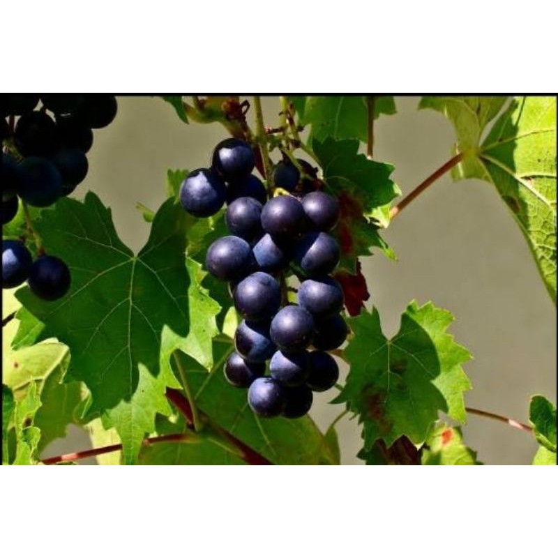 bibit anggur alfonso_bibit anggur hitam