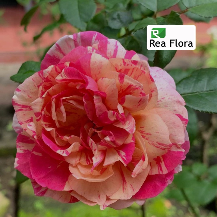 Tanaman Hias Bunga Mawar Julie Andrieu - Mawar/Rose Import Julie Andrew - Mawar Wangi