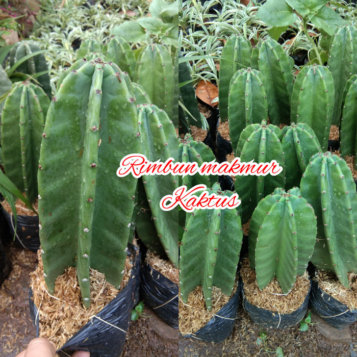 tanaman kaktus koboi/kaktus belimbing