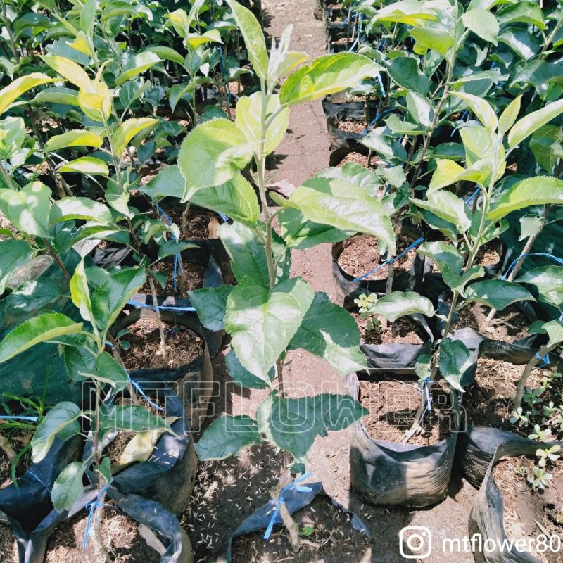 Bibit Apel Manalagi dan Ana Okulasi