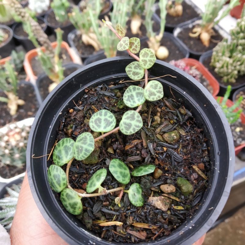 Tanaman hias - string of turtle - sukulen