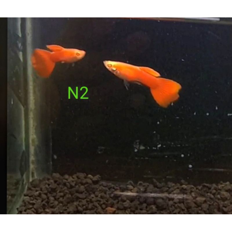 ikan hias Guppy AFR ( albino full red ) 2 ekor + betina