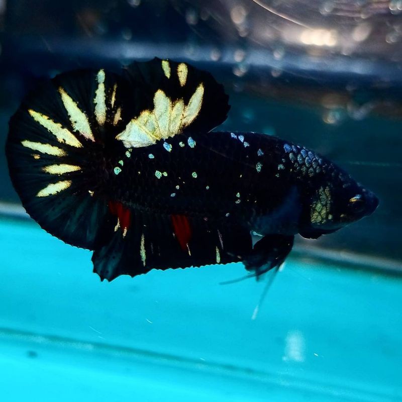 

AVATAR COOPER GOLD. PROMO SPECIAL RAMADHAN beli 4 gratis1