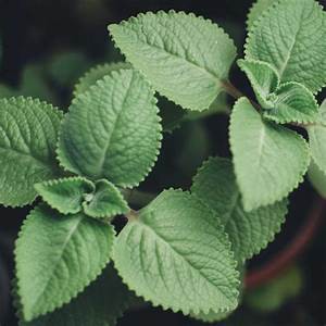 Bibit Spearmint/Tanaman Mint/Daun Mint