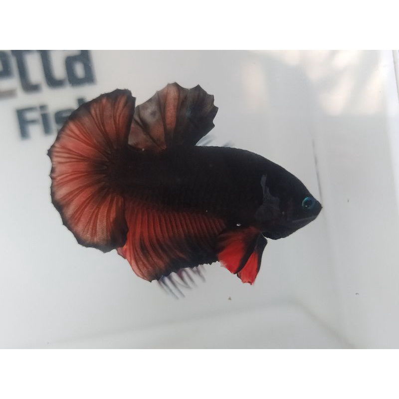 CUPANG AVATAR VAMPIR/BLACK SERIES-REAL PICT (Ikan sesuai gambar)