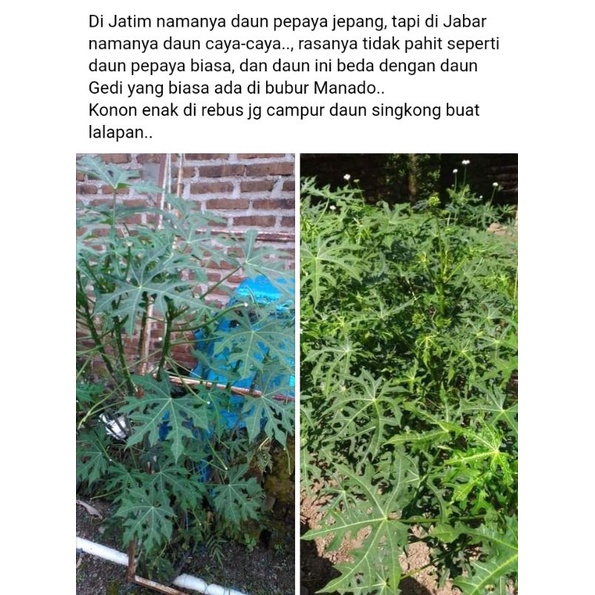 

daun pepaya jepang/daun gedi