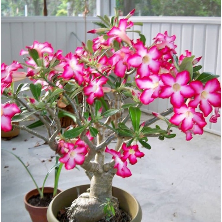 bibit tanaman bunga adenium cabang rimbun - tanaman hias adenium bonggol besar - adenium kamboja jep