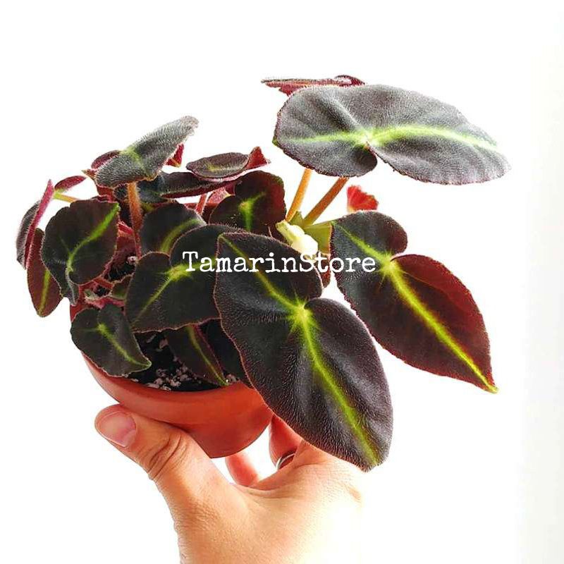 Jual Biji / Bibit / Benih Tanaman Mata Kucing Begonia Langka Hias Taman |  Shopee Indonesia