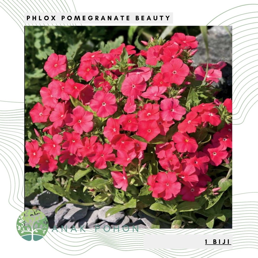 Benih Bibit Biji - Bunga Phlox Pomegranate Beauty Flower Seeds - IMPORT