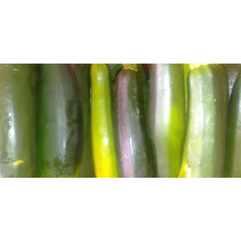 

Timun Zucchini / ZUKINI / Sukini segar