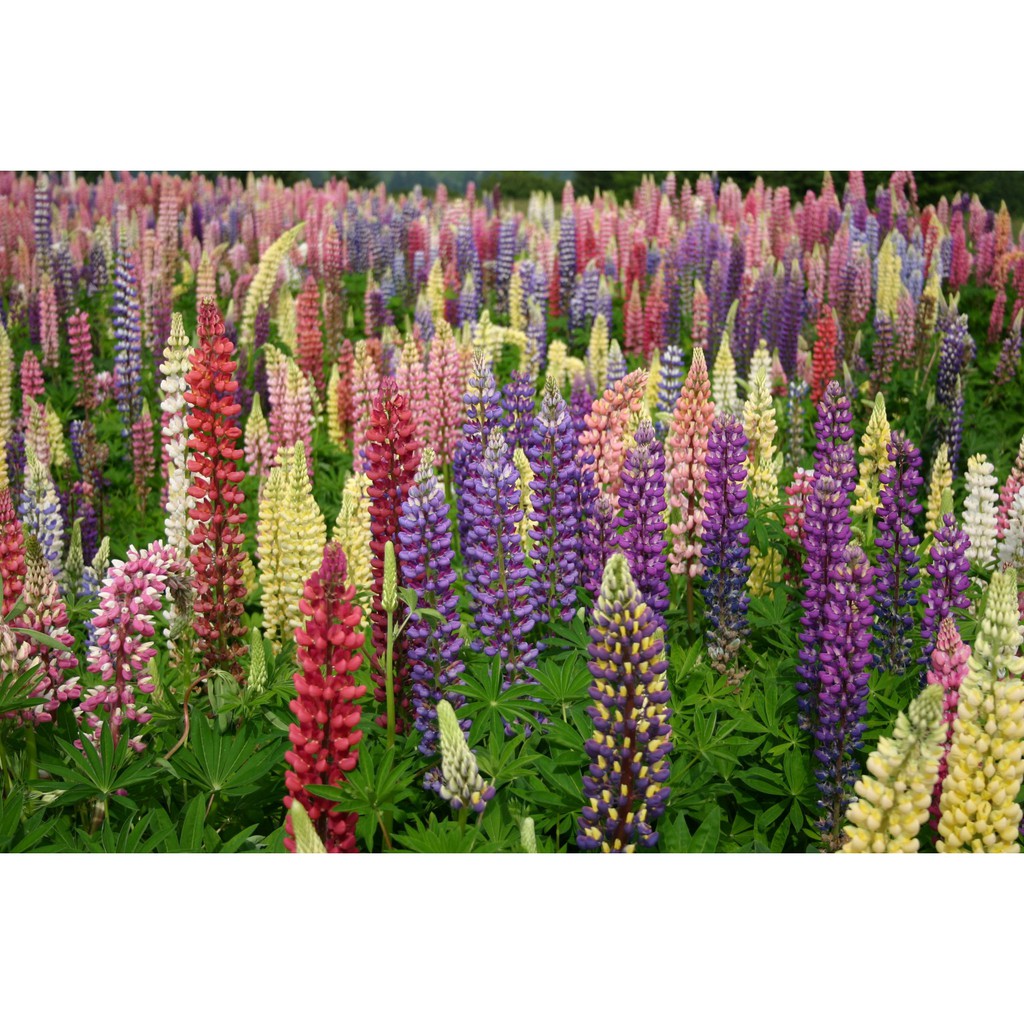 Benih Bibit Biji - Bunga Lupin Russell Mixed Flower Seeds - IMPORT