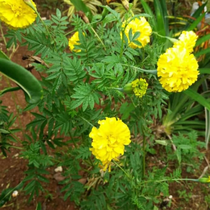 Tanaman Hias Marigold Bunga Merigold