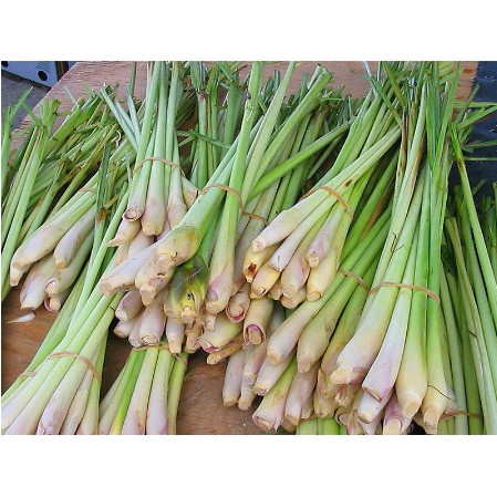 READY BATANG SEREH SEGAR MURAH BATANG SEREH BUMBU REMPAH DAPUR 250gr FRESH