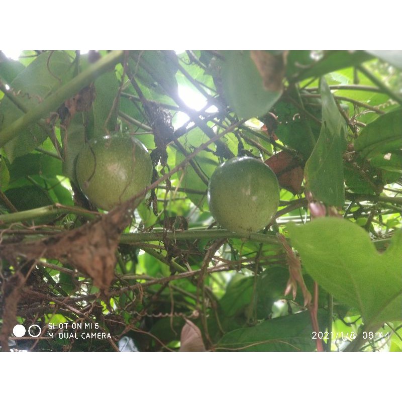 

Buah markisa hutan fres segar 1 kg