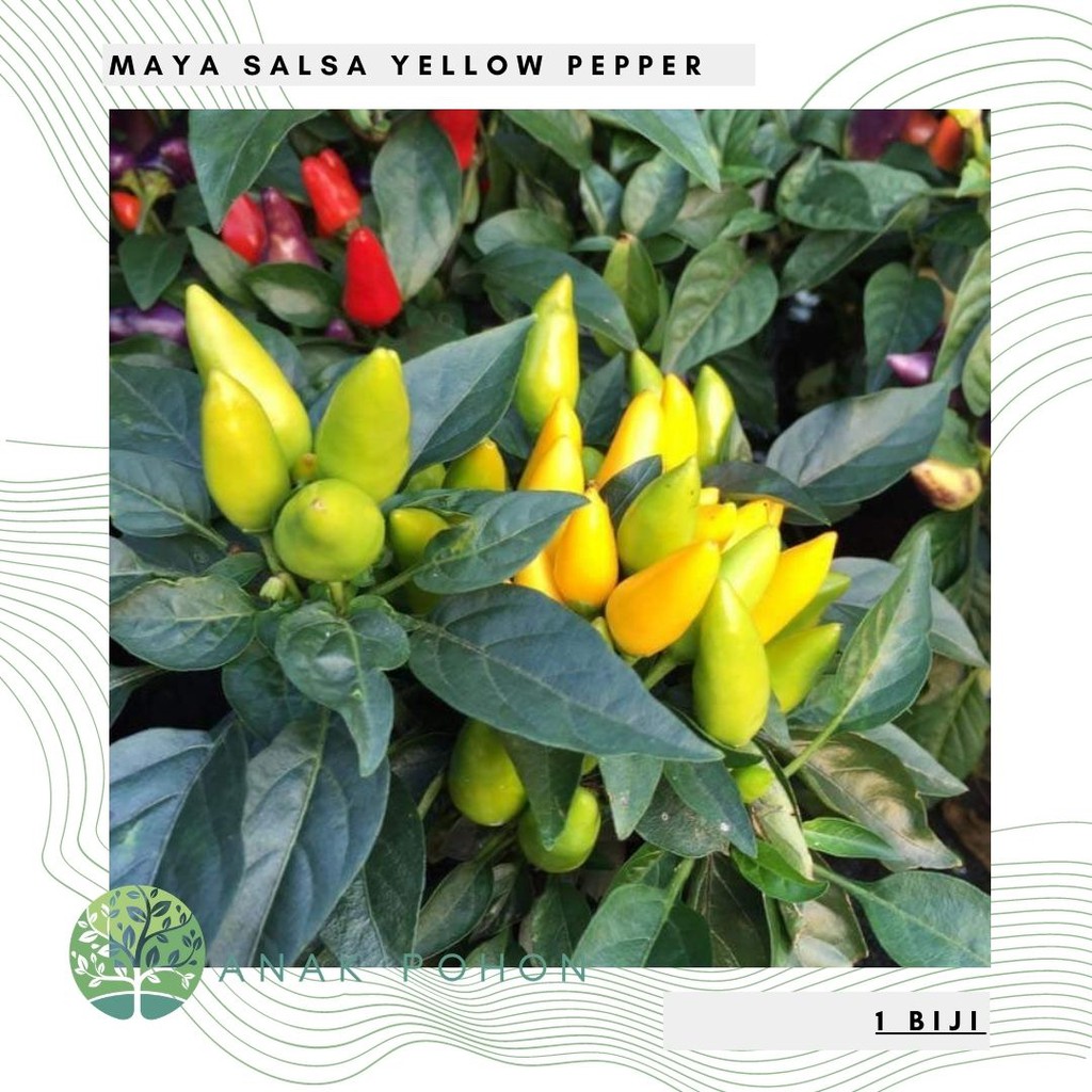 Benih Bibit Biji - Cabai Maya Salsa Yellow Pepper Seeds